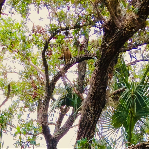 Meet your Posher, Matia. - Picture 8 of 8